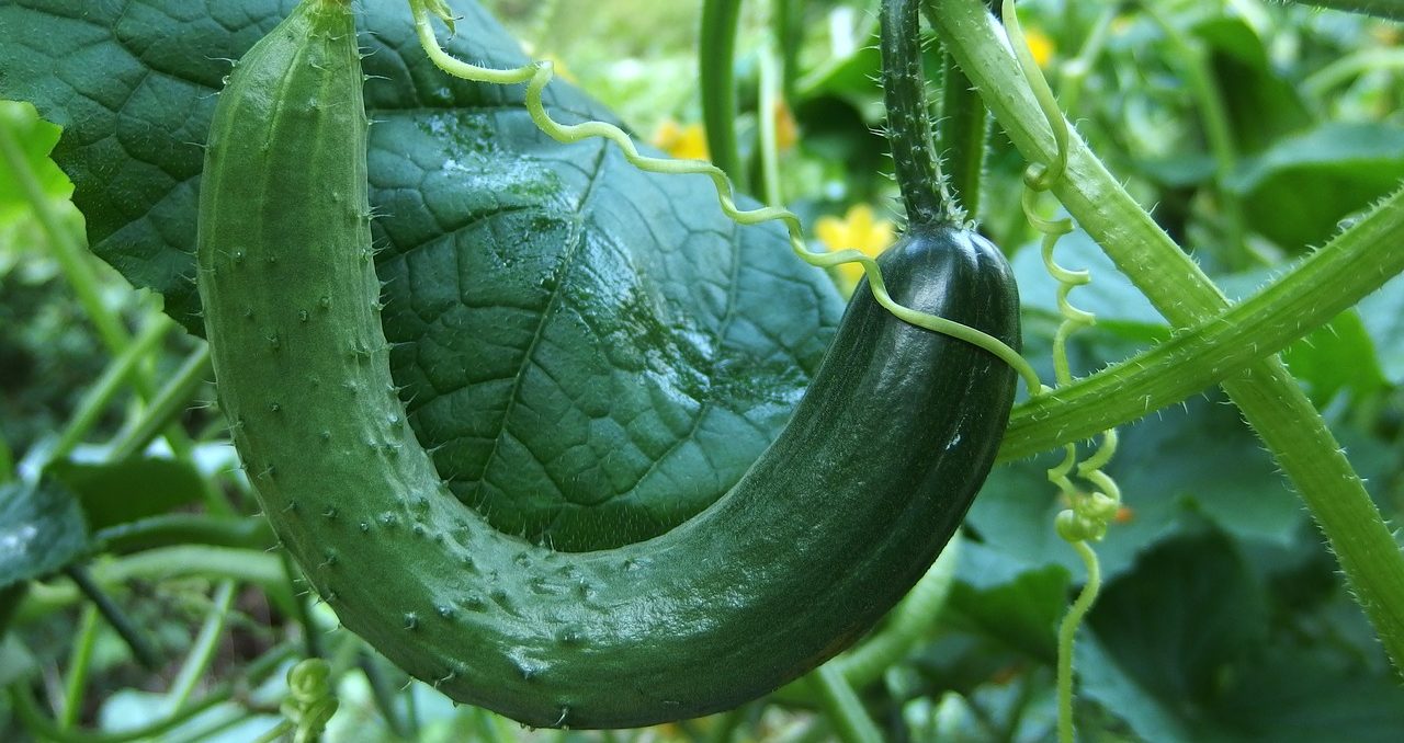 The Life Cycle of a Cucumber